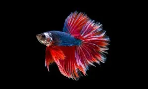 Anakan Ikan Cupang Umur 1 Bulan