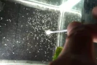 Makanan Untuk Anak Cupang