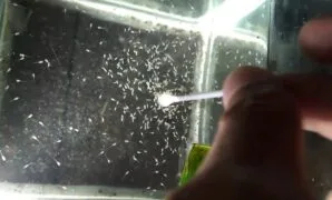 Makanan Untuk Anak Cupang