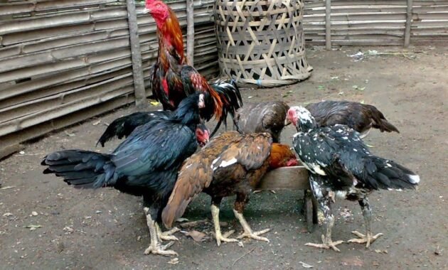 Cara Ternak Ayam Bangkok