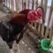 Cara Ternak Ayam Bangkok