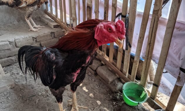 Cara Ternak Ayam Bangkok
