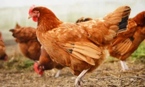 Cara Ternak Ayam Kampung Cara Ternak Ayam Kampung