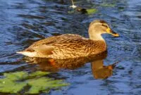 Ternak Bebek Petelur Ternak Bebek Petelur