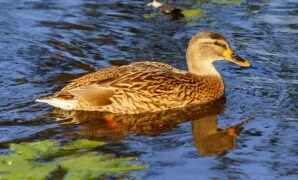 Ternak Bebek Petelur Ternak Bebek Petelur