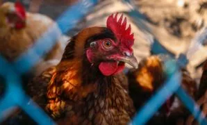 cara berbisnis ayam potong cara berbisnis ayam potong