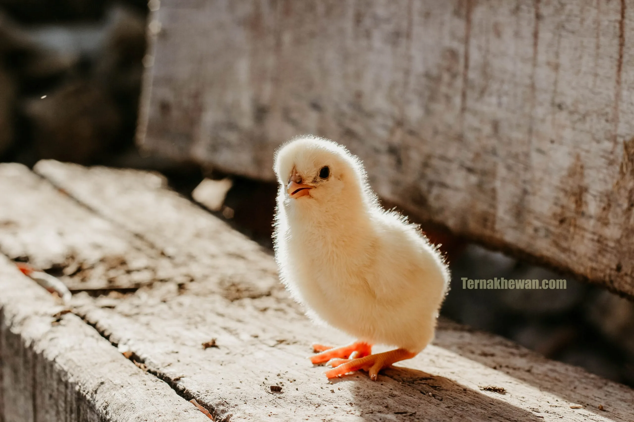 cara berbisnis ayam potong