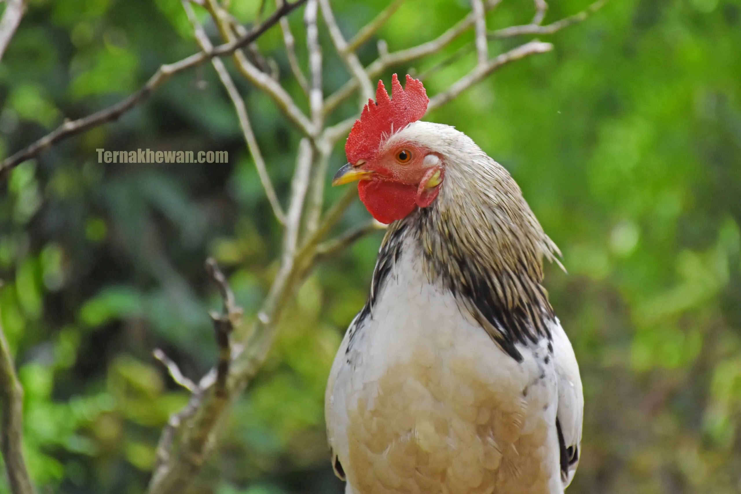 cara berbisnis ayam potong