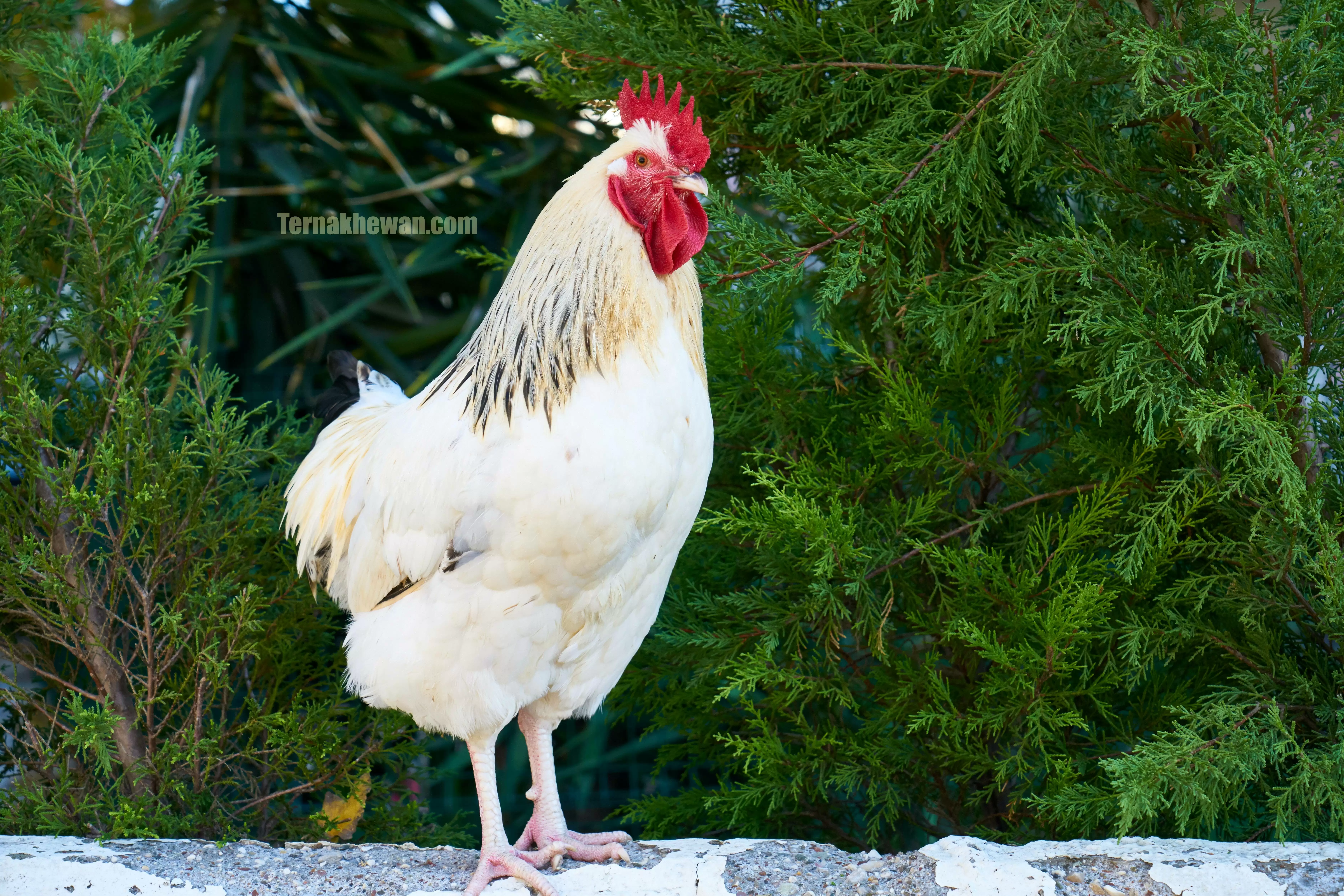 cara berbisnis ayam potong