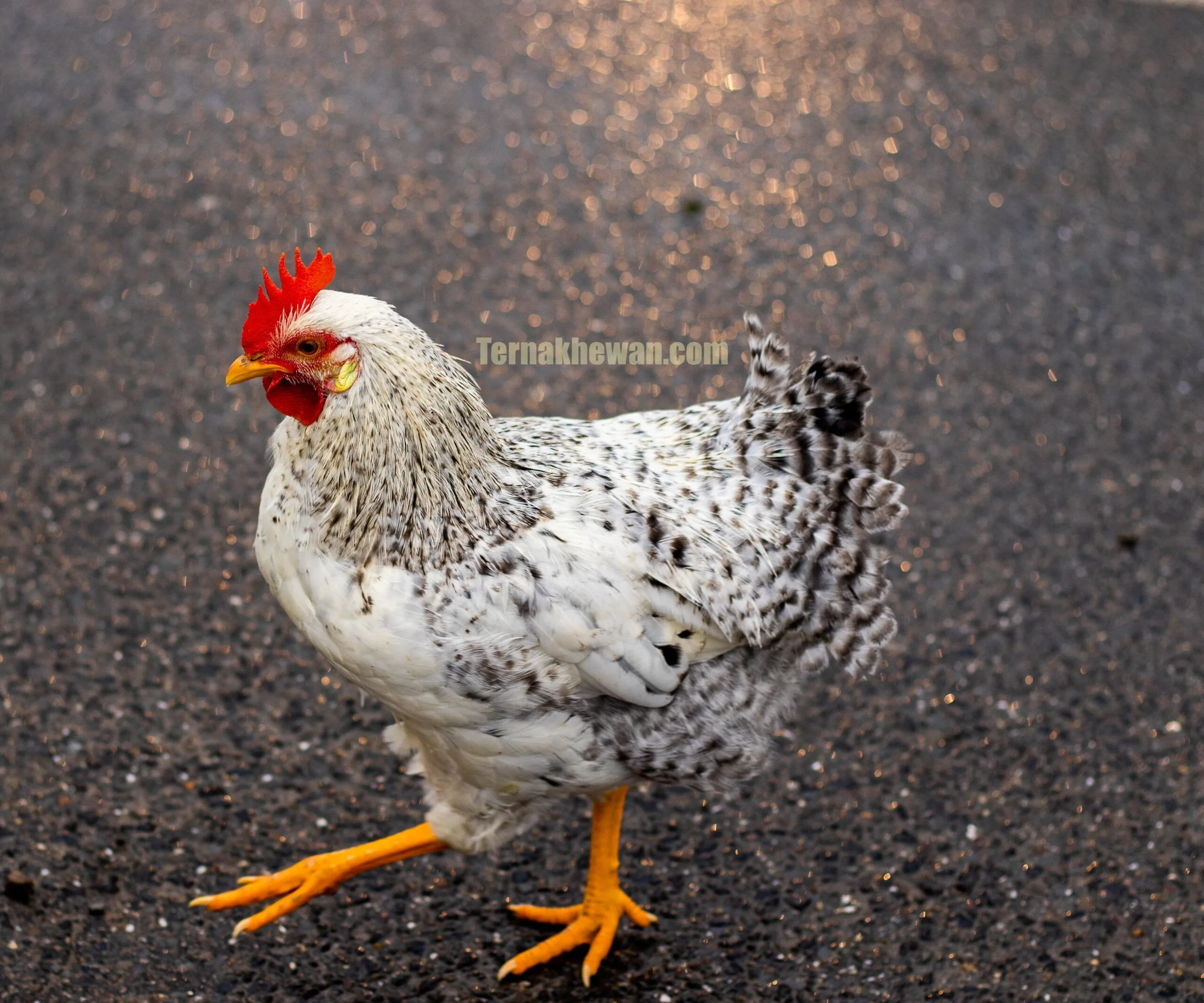 cara berbisnis ayam potong