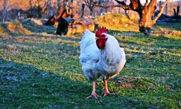 cara berbisnis ayam potong