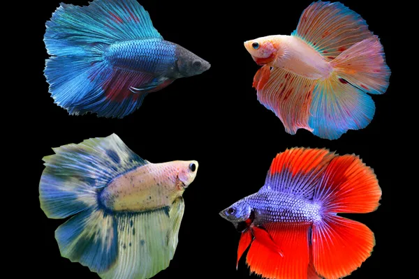 ternak ikan cupang
