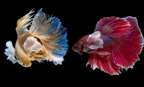 Cara Budidaya Ikan Cupang