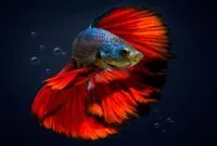 Macam Ikan Cupang