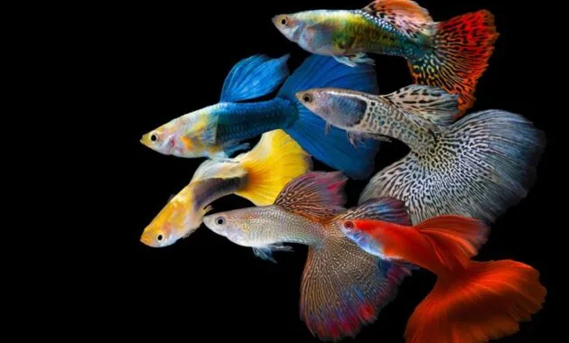 Jenis Ikan Gapi