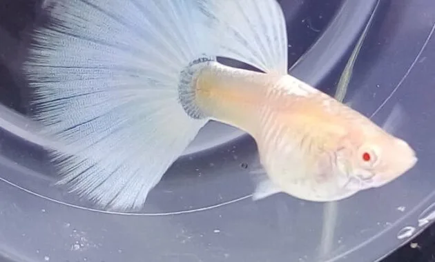 Ikan Gapi