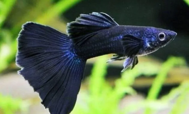 Ikan Gapi