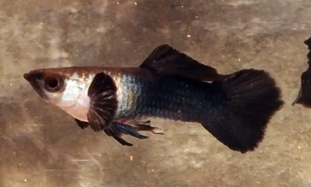 Ikan Gapi