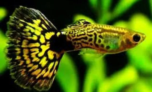 Ikan Gapi