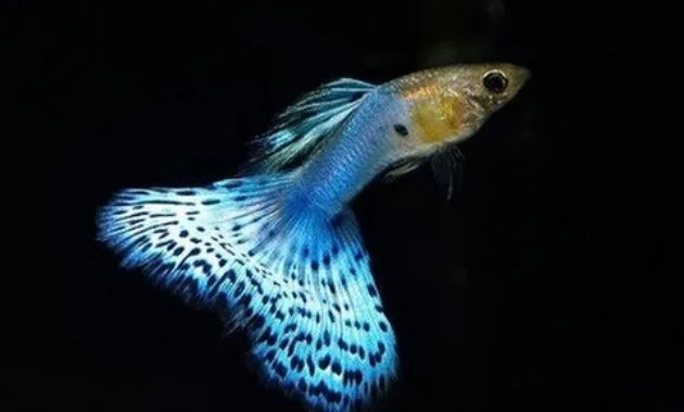 Ikan Gapi