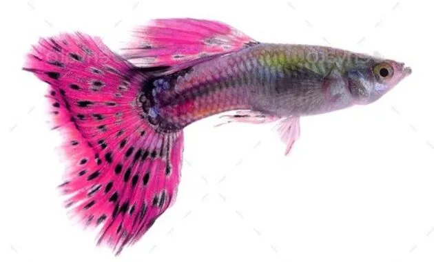 Ikan Gapi