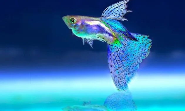 Ikan Gapi