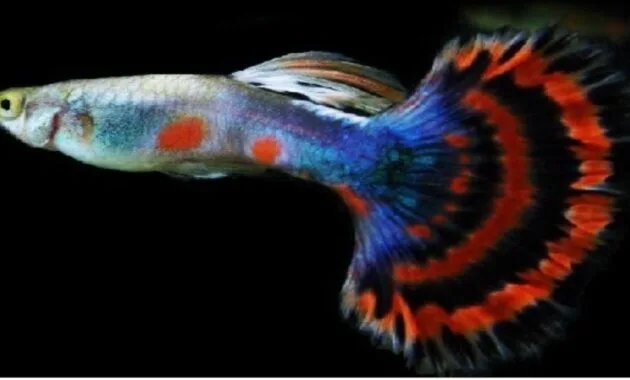 Ikan Gapi