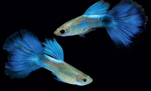 Ikan Gapi