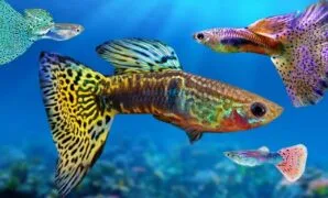 Budidaya Ikan Guppy Budidaya Ikan Guppy