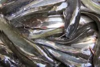 Makanan Ikan Lele