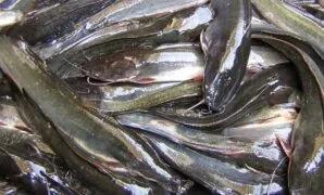 Makanan Ikan Lele Makanan Ikan Lele