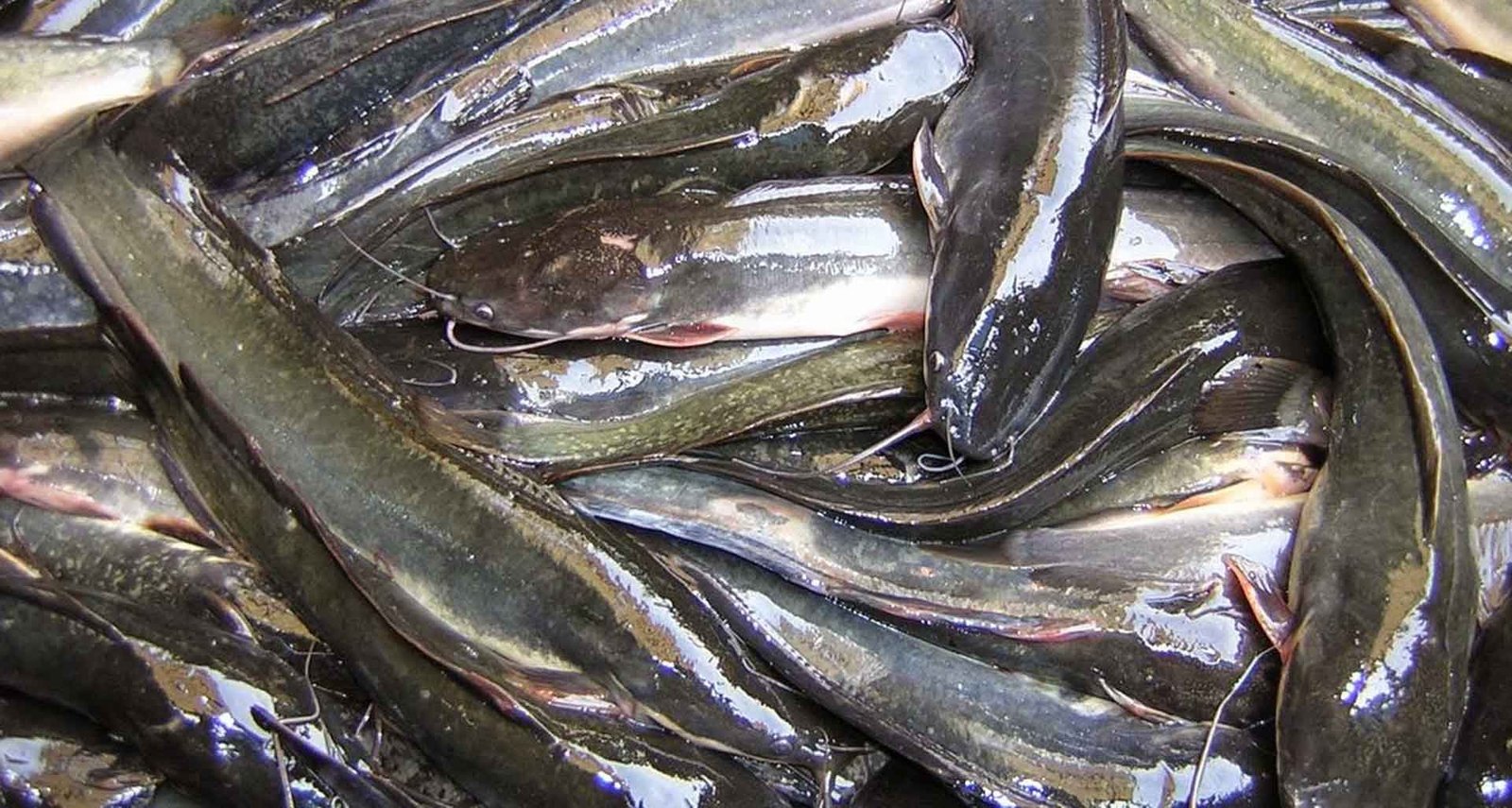 √ Berikut 10 Jenis Makanan Ikan Lele! – TERNAKHEWAN.COM