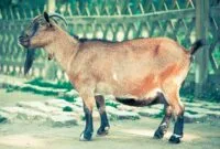 Cara Ternak Kambing Cara Ternak Kambing