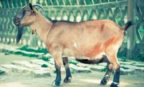 Cara Ternak Kambing Cara Ternak Kambing