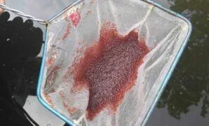 Cara Ternak Kutu Air Cara Ternak Kutu Air