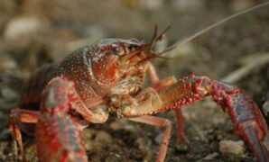 Pembibitan Lobster Air Tawar