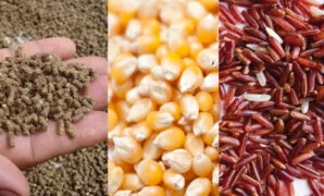 Makanan Ayam Makanan Ayam