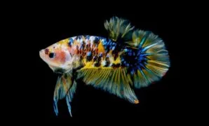 Makanan Ikan Cupang Makanan Ikan Cupang