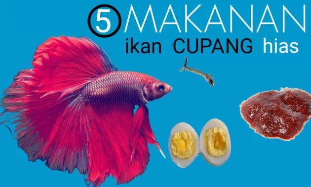 Makanan Ikan Cupang Agar Warnanya Bagus