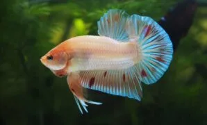 Makanan Ikan Cupang Agar Warnanya Bagus