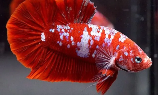 Makanan Ikan Cupang Agar Warnanya Bagus