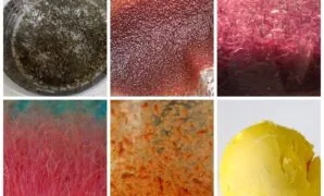 Pakan Ikan Cupang Terbaik Pakan Ikan Cupang Terbaik