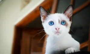 Kapan anak kucing boleh makan Kapan anak kucing boleh makan