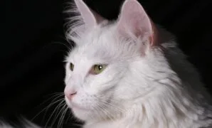 cara memelihara kucing anggora