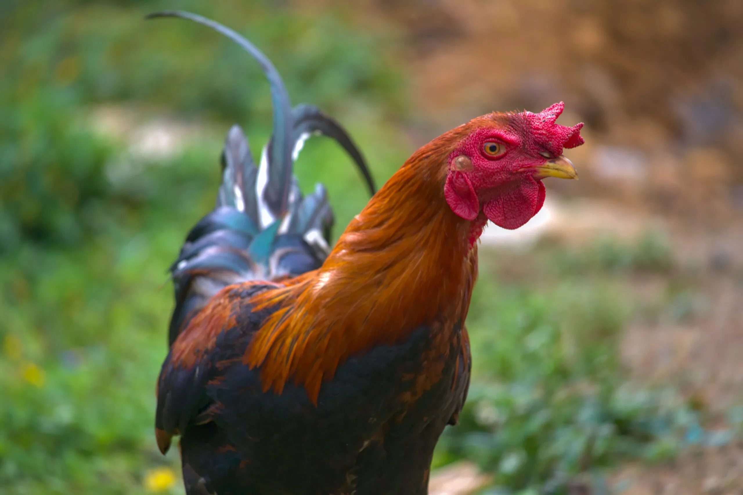 makanan ayam bangkok makanan ayam bangkok