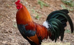 √ Rekomendasi Makanan Ayam Bangkok Agar Cepat Besar dan Sehat