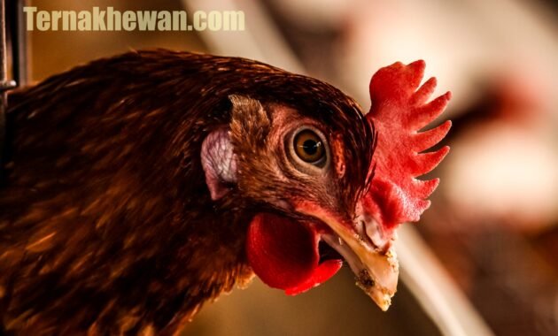√ Rekomendasi Makanan Ayam Bangkok Agar Cepat Besar dan Sehat