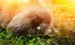 merawat kucing british shorthair merawat kucing british shorthair