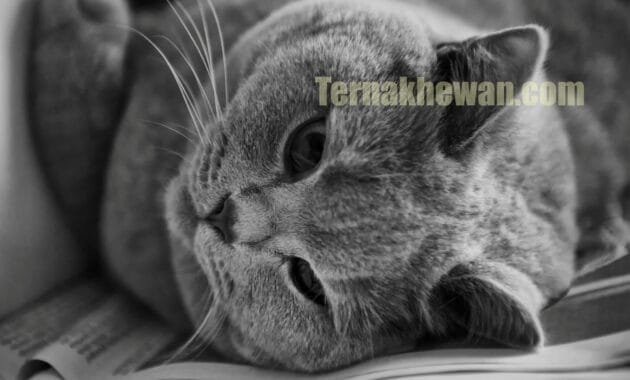 merawat kucing british shorthair