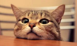 Fungsi minyak ikan untuk kucing Fungsi minyak ikan untuk kucing